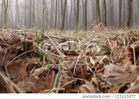 Mysterious fog among the trees in the autumn forest in Czechia. 115225877