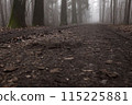 Path in a beautiful forest during foggy morning. Bokeh detail and low perspective view 115225881
