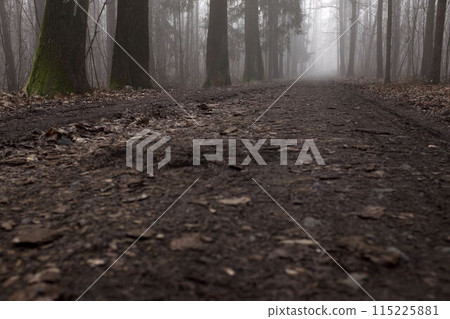 Path in a beautiful forest during foggy morning. Bokeh detail and low perspective view 115225881