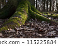 The trunk and ground roots of a big old tree in the forest. 115225884