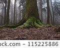 The trunk and ground roots of a big old tree in the forest. 115225886