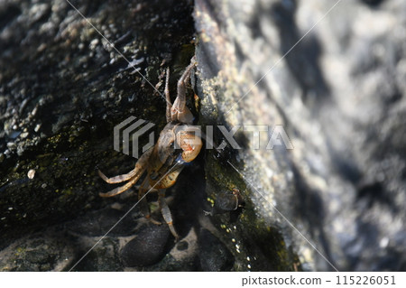 Young red crab 115226051