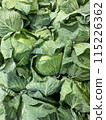 cabbage  115226362