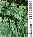 spinach  115226364