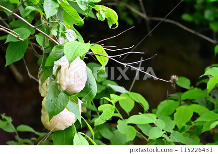 Forest tree frog eggs Forest tree frog eggs 115226431