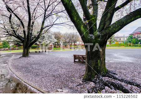 Spring in Tokyo - A carpet of cherry blossoms at Kita Daiichi Park in Kunitachi City 115226502