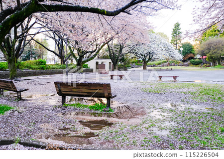 Spring in Tokyo - A carpet of cherry blossoms at Kita Daiichi Park in Kunitachi City Spring in Tokyo - A carpet of cherry blossoms at Kita Daiichi Park in Kunitachi City 115226504