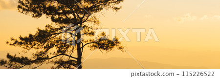 travel and people activity concept with large pine with layer of mountain and cloudy sky background travel and people activity concept with large pine with layer of mountain and cloudy sky background 115226522