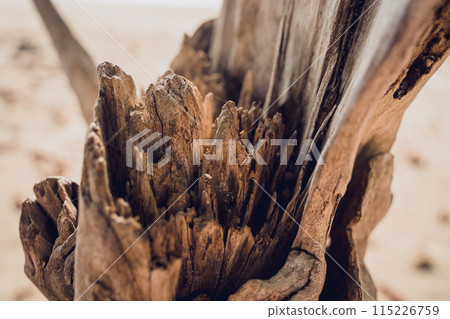A part of wooden trunk resembling a flower A part of wooden trunk resembling a flower 115226759