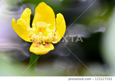 Yellow water hyacinth flower Yellow water hyacinth flower 115227202