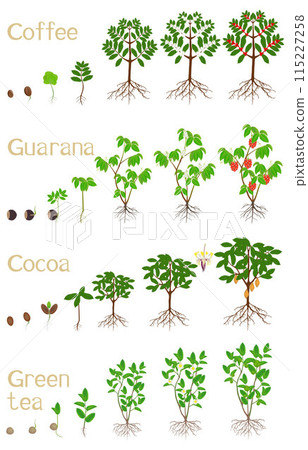 Set of growth cycles of plants drinks on a white background. 115227258