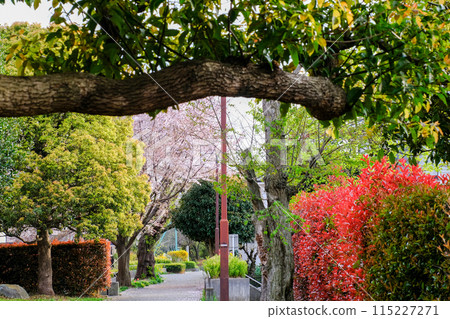 Tokyo Spring National City Kita Ryokuchi Promenade 115227271