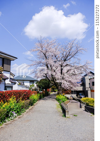 Tokyo Spring National City Kita Ryokuchi Promenade 115227272