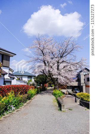 Tokyo Spring National City Kita Ryokuchi Promenade 115227273