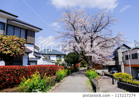 Tokyo Spring National City Kita Ryokuchi Promenade 115227274