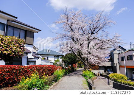 Tokyo Spring National City Kita Ryokuchi Promenade 115227275