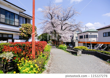 Tokyo Spring National City Kita Ryokuchi Promenade 115227278
