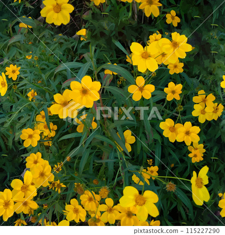向量圖的背景與草叢中的黃色花朵，無縫 115227290