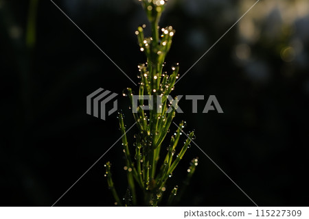 Leaves with waterdrops 115227309