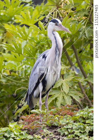 A Grey Heron standing elegantly amidst lush green foliage in its natural habitat 115227465