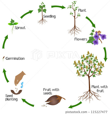 A growth cycle of a paulownia  plant on a white background. 115227477