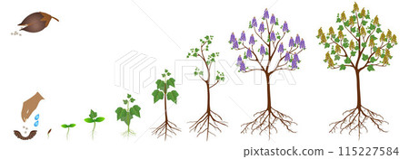 Cycle of growth of a paulownia plant on a white background. 115227584