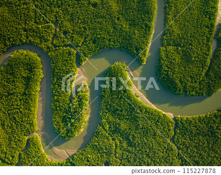 Amazing abundant mangrove forest, Aerial view of forest trees Rainforest ecosystem and healthy environment background, Texture of green trees forest top down, High angle view Amazing abundant mangrove forest, Aerial view of forest trees Rainforest ecosystem and healthy environment background, Texture of green trees forest top down, High angle view 115227878