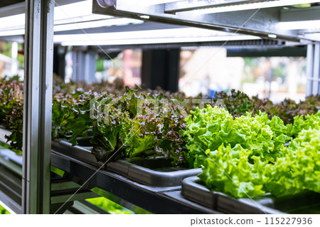 Bed with different types of lettuce, vegetable garden, vertical Bed with different types of lettuce, vegetable garden, vertical 115227936