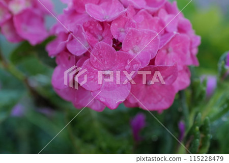 Purple hydrange wet with rain Purple hydrange wet with rain 115228479