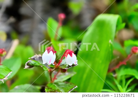 紅花 115228671