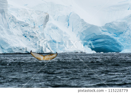 Tail of a humpback whale in the Antarctic Tail of a humpback whale in the Antarctic 115228779