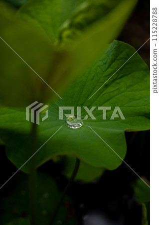 On a lotus leaf On a lotus leaf 115228788