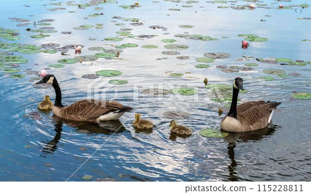 Canada geese and cute goslings on a lake with water lily pads flowers 115228811