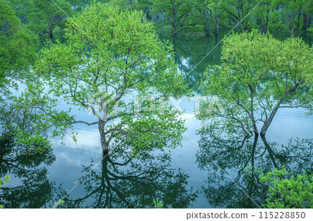 Shirakawa dam lake flooded forest Shirakawa dam lake flooded forest 115228850