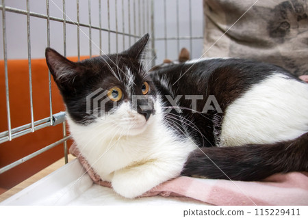 A black and white cat is comfortably resting on a soft pink blanket 115229411
