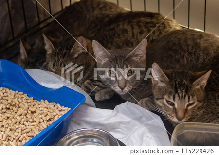 In the cage, three cats are lounging beside a food bowl In the cage, three cats are lounging beside a food bowl 115229426