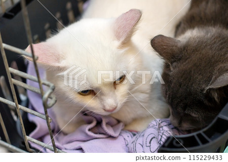 Two kittens in a cage close up 115229433