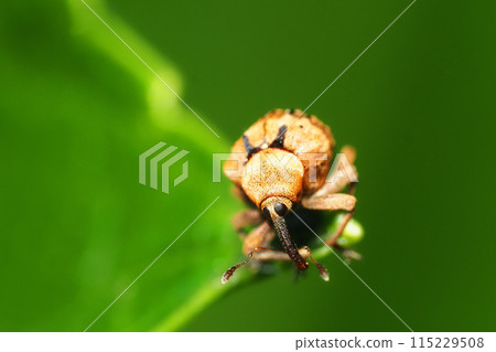 巨型槲寄生象甲蟲 115229508