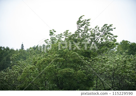 Trees blown by strong winds Trees blown by strong winds 115229590