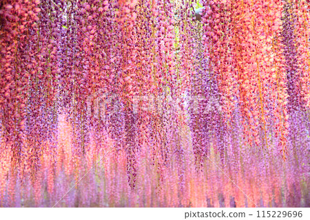 發光的紫色紫藤 發光的紫色紫藤 115229696
