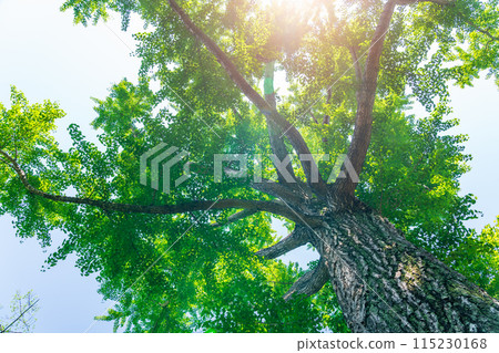 太陽和新鮮綠色植物的生態形象 115230168