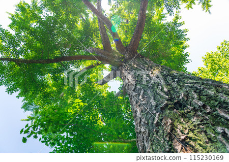 Eco image of the sun and fresh greenery 115230169