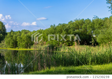 The beauty of a sunny landscape The beauty of a sunny landscape 115230239