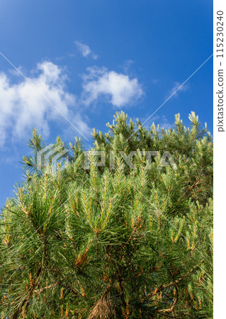 The beauty of a sunny landscape The beauty of a sunny landscape 115230240