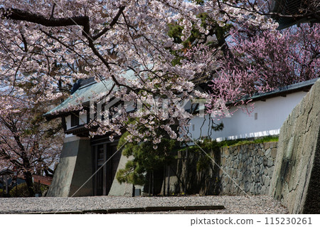 松前城堡和櫻花 松前城堡和櫻花 115230261