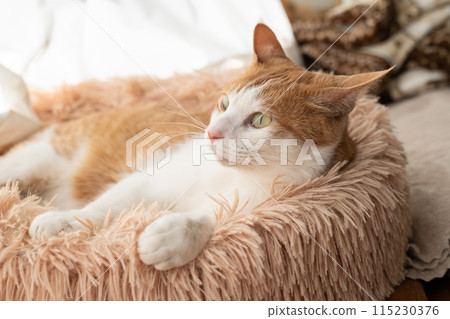 A cat relaxing by the window Brown tiger white A cat relaxing by the window Brown tiger white 115230376