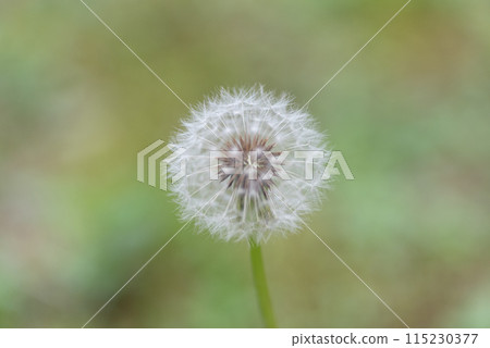 Dandelion fluff Dandelion fluff 115230377