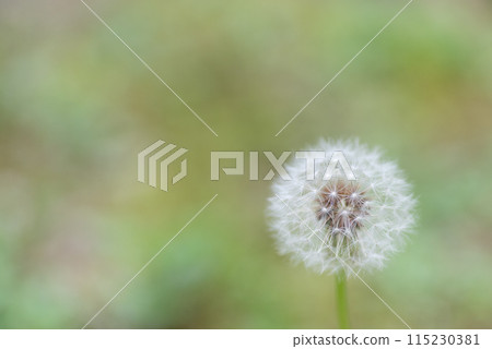 蒲公英絨毛 115230381