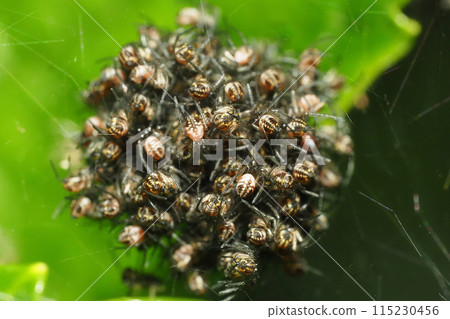 Spider's Child (group) Spider's Child (group) 115230456