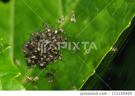 Spider's Child (group) 115230489